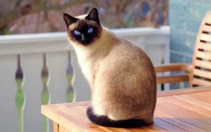 Persian cats are one of the most popular pet cats. (merdeka.com)