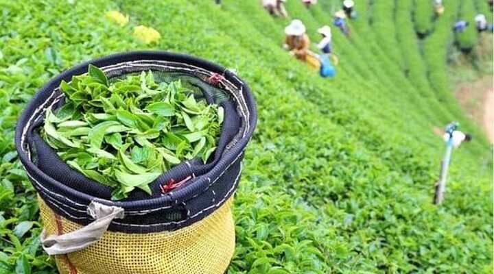 Green Tea: The Secret Behind a Healthy Life